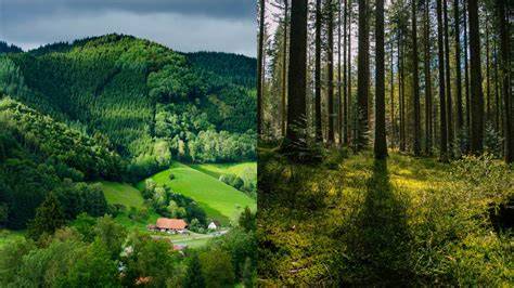 Black Forest - Spearhead Studios